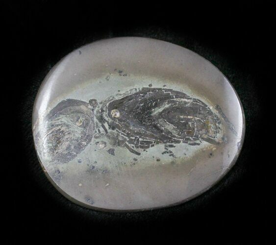 Polished Fish Coprolite (Fossil Poo) - Scotland #24560